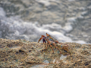 Grapsus grapsus ,crab,land crab