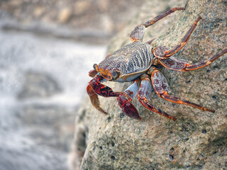 Grapsus grapsus ,crab,land crab