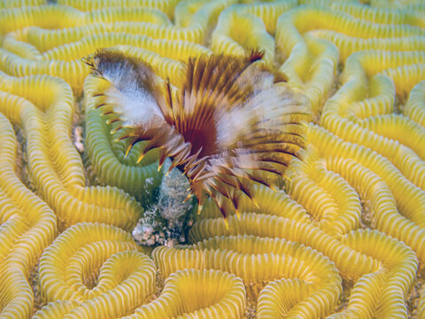 Feather duster worms, marine, polychaete