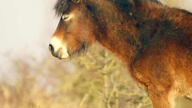 Closeup sunlit wild exmoor pony horse have rest standing in the middle of pasture in late autumn nature habitat in Milovice, Czech republic. Protected animals considered as horse ancestor