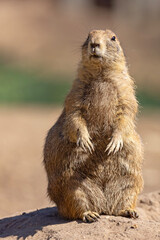 piesek preriowy, nieświszczuk (Cynomys ludovicianus) © Grzegorz