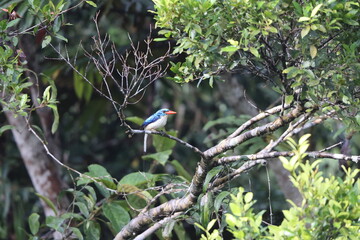 The Biak paradise kingfisher (Tanysiptera riedelii) is a tree kingfisher that is endemic to the Indonesian island of Biak