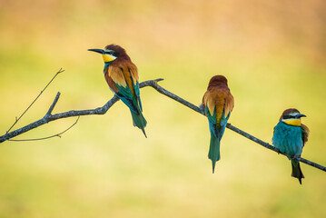 Pair of bee-eaters on their courtship branch in full rutting season