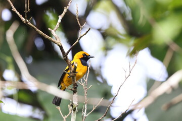 The golden monarch (Carterornis chrysomela kordensis) is a species of passerine bird in the family Monarchidae found in New Guinea. This photo was taken in Biak island.