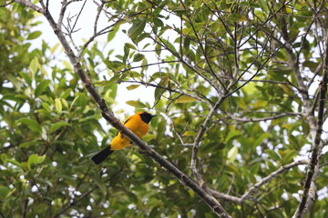 The golden monarch (Carterornis chrysomela kordensis) is a species of passerine bird in the family Monarchidae found in New Guinea. This photo was taken in Biak island.