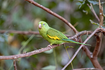Yellow chevroned Parakeet