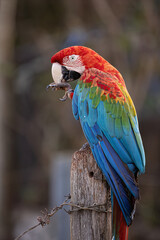 Adult Red and green Macaw