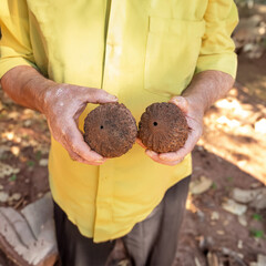 man holding a Brazil nut in each hand