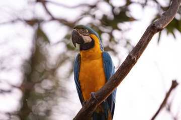 Adult Blue-and-yellow Macaw
