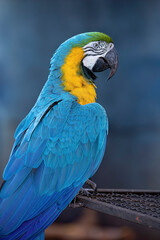 Adult Blue-and-yellow Macaw