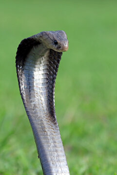 Javan cobra (Naja sputatrix) rearing up ready to strike, Indonesia