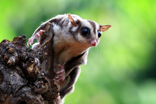 Close-up of a sugar glider (Petaurus breviceps) on a branch, Indonesia