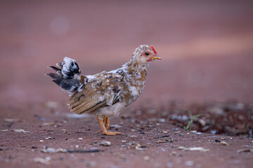 animal fowl chicken young hen
