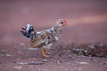 Fotobehang animal fowl chicken young hen © ViniSouza128