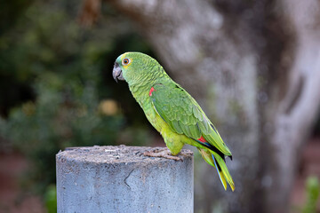 Adult Turquoise fronted Parrot