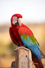 Adult Red and green Macaw
