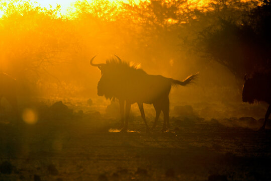 Silhouette of a Wildebeest at sunset, Etosha National Park, Namibia