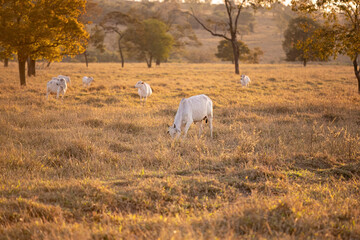 nelore cattle on dry pasture