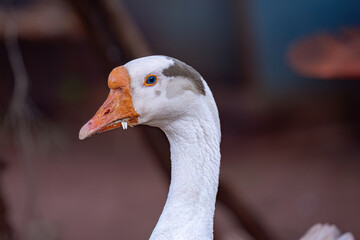 Animal Farm Greylag Goose