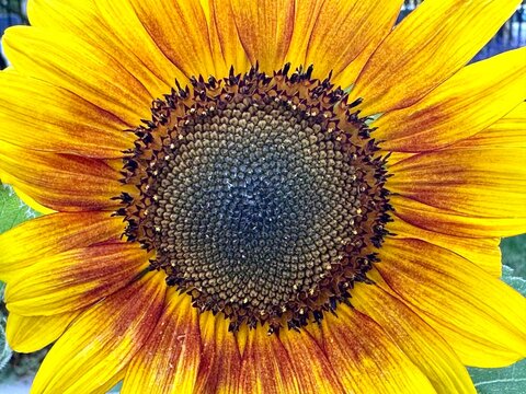 Full frame close-up of a sunflower in bloom