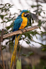 Adult Blue-and-yellow Macaw