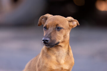 animal mammal dog in the street