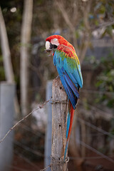 Adult Red and green Macaw