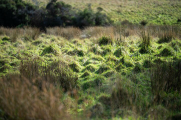 Obraz premium Farming landscape on a farm in spring time in Australia 