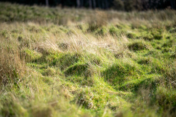 Farming landscape on a farm in spring time in Australia 