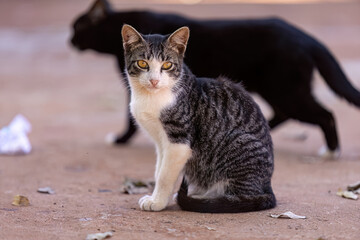 Small domestic cat