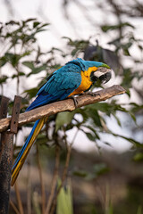 Adult Blue-and-yellow Macaw