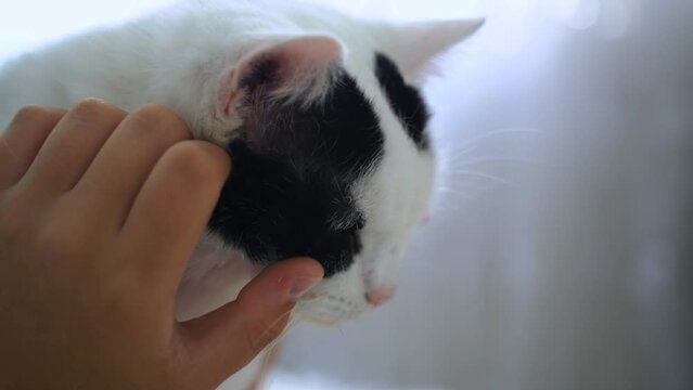 The girl strokes the muzzle of an adult cat, the cat relaxes. Close-up.