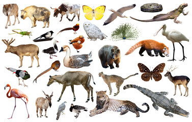 collection of different birds, mammals and reptiles from asia isolated on white background