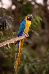 Adult Blue-and-yellow Macaw
