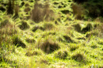 Farming landscape on a farm in spring time in Australia 