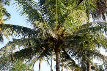 Fototapeta na wymiar close up of coconut trees with fruit on the beach