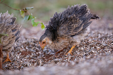 animal fowl chicken young hen