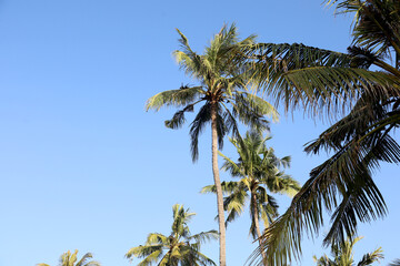 Sweet Coconut tree on blue sky