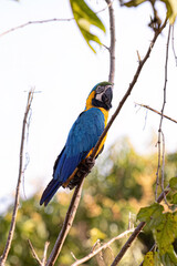 Adult Blue-and-yellow Macaw