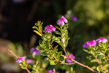 Pink Madagascar Periwinkle Flower