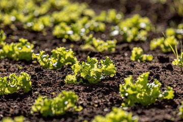 seedlings of lettuce plant