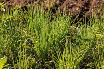 Welsh Onion Plant
