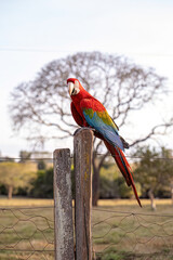 Adult Red and green Macaw