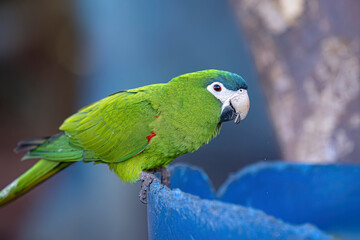Adult Red shouldered Macaw