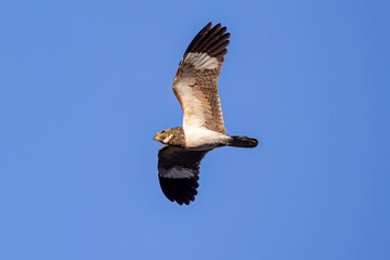 Animal Nacunda Nighthawk in fly