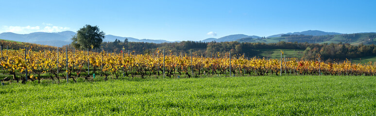 beautiful Beaujolais wineyard panoramic landscape
