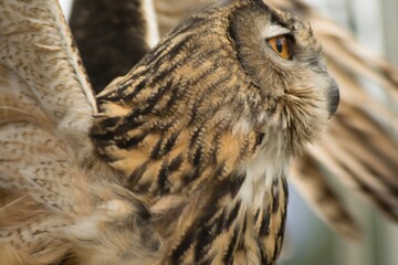 great horned owl in flight