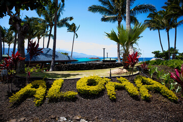 Plants says aloha © Gregory