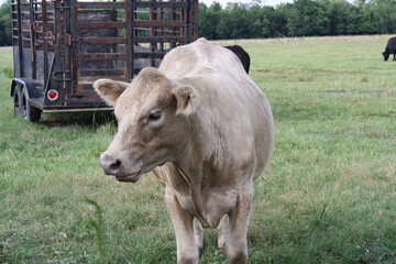 cow on the farm