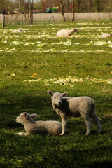 Fototapeta premium sheep and lamb